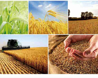 綠豆什么時候種植比較好呢？